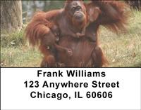 Orangutan Mother And Child Address Labels