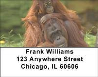 Orangutan Mother And Child Address Labels