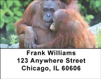 Orangutan Mother And Child Address Labels