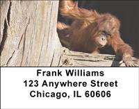Baby Orangutan Address Labels