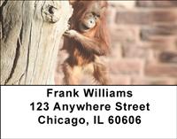 Baby Orangutan Address Labels