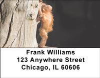 Baby Orangutan Address Labels