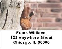 Baby Orangutan Address Labels