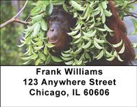 Orangutan In The Wild Address Labels