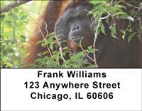 Orangutan In The Wild Address Labels