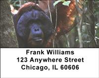Orangutan In The Wild Address Labels