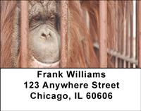 Captive Orangutan Address Labels