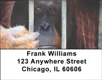 Captive Orangutan Address Labels