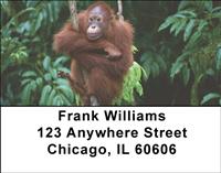 Orangutan In The Trees Address Labels
