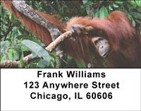 Orangutan In The Trees Address Labels