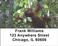 Orangutan In The Trees Address Labels