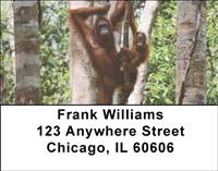 Orangutan In The Trees Address Labels