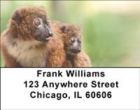 Red-bellied Lemurs Address Labels