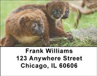 Red-bellied Lemurs Address Labels