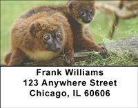 Red-bellied Lemurs Address Labels