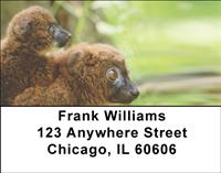 Red-bellied Lemurs Address Labels
