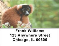 Red Ruffed Lemur Address Labels