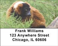 Red Ruffed Lemur Address Labels