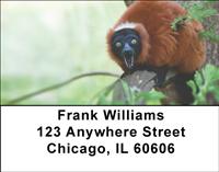 Red Ruffed Lemur Address Labels