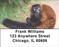 Curious Lemur Address Labels