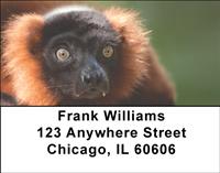 Curious Lemur Address Labels