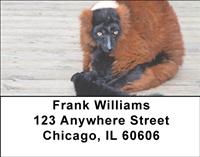 Curious Lemur Address Labels