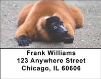 Curious Lemur Address Labels