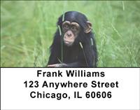 Baby Chimp Address Labels