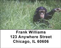 Baby Chimp Address Labels
