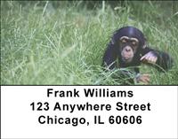 Baby Chimp Address Labels