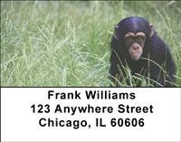 Baby Chimp Address Labels