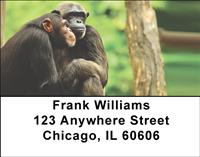 Chimp Couple Address Labels