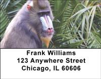 Mandrill Baboon Address Labels