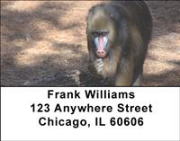 Mandrill Baboon Address Labels