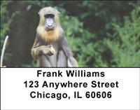 Mandrill Baboon Address Labels