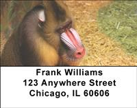 Mandrill Baboon Address Labels