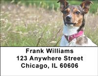 Jack Russells In The Grass Address Labels