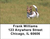 Jack Russells In The Grass Address Labels