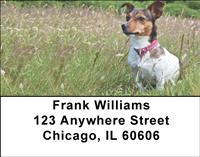 Jack Russells In The Grass Address Labels