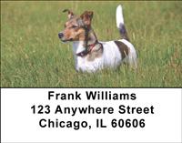 Jack Russells In The Grass Address Labels