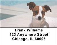 Cute Jack Russells Address Labels
