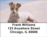 Cute Jack Russells Address Labels