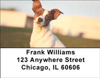 Loyal Jack Russells Address Labels