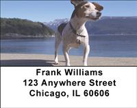 Loyal Jack Russells Address Labels