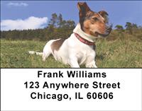 Loyal Jack Russells Address Labels