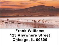 Sunset Flamingos Address Labels