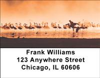 Sunset Flamingos Address Labels
