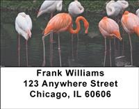 Lakeside Flamingos Address Labels