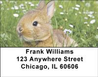 Cute Bunny Address Labels