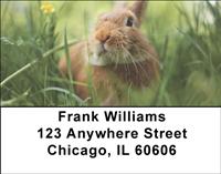 Cute Bunny Address Labels